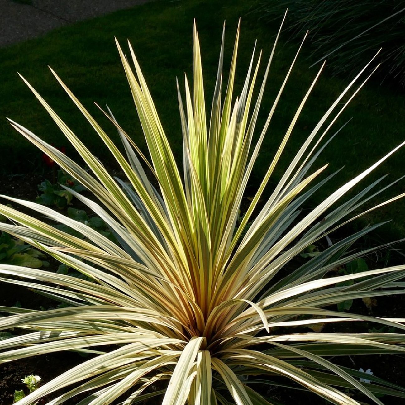 Obrázok Kordylína austrálska (Cordyline australis) ´TORBAY DAZZLER´ - výška 20-30 cm, kont. C3L (-12°C)